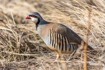 A Chukar Foraging for Food and Calling for its Mate