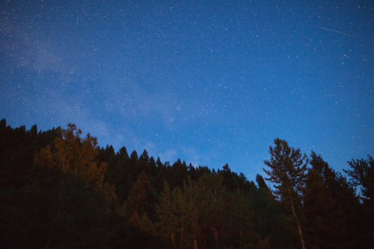 Stars and Faint Milky Way Above Forest Trees