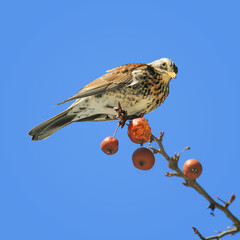 the bird is the speckled thrush, the Fieldfare eats red apples on branch in garden on background of blue sky