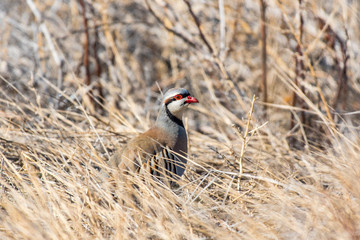 A Chukar Foraging for Food and Calling for its Mate