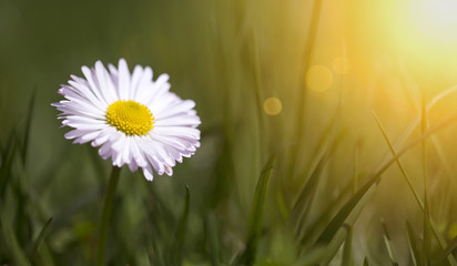Springtime, spring concept - web banner of a white daisy flower in green grass with blank, copy...