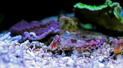 Red Scooter dragonet fish 