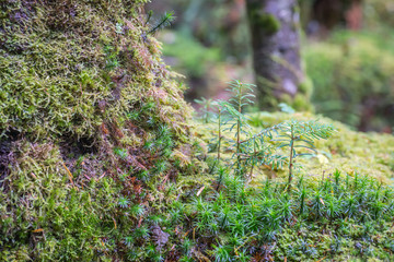Fototapeta premium Green moss and green forest at Shiragoma no ike , Nagano