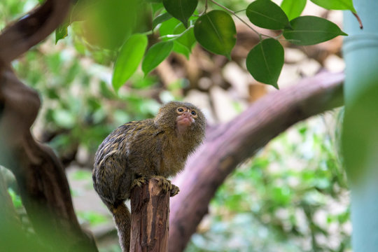 Pygmy marmoset in the forest, Amsterdam, Netherlands
