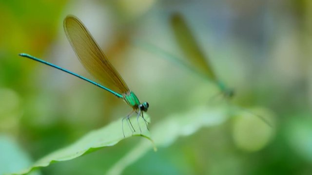Focus Focal on dragonfly in rainforest.