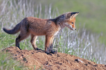 little fluffy Fox in the meadow