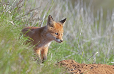 little fluffy Fox in the meadow