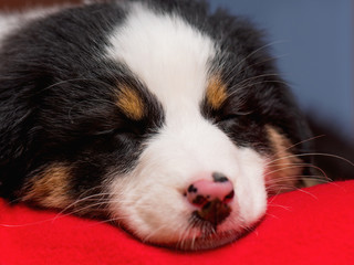 Australian Shepherd purebred puppy, 2 months old sleeping on the lair. Black Tri color Aussie dog at home.