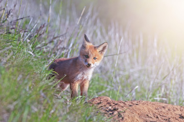 little fluffy Fox in the meadow