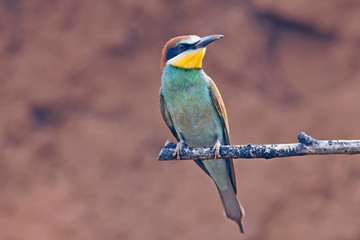 beautiful colorful birds the bee-eaters sitting on a tree branch