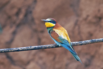 beautiful colorful birds the bee-eaters sitting on a tree branch