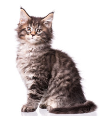 Maine Coon kitten 2 months old. Cat isolated on white background. Portrait of beautiful domestic black tabby kitty.
