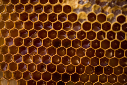 Honeycomb filled with honey