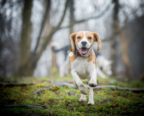 The happy Beagle