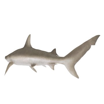 Blacknose Shark on white. 3D illustration