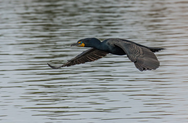 Double-crested Cormorant in Flight with Nesting Materials