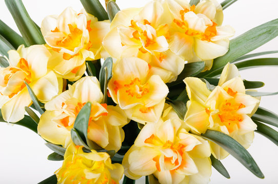 Bouquet of yellow daffodils isolated over the white background.