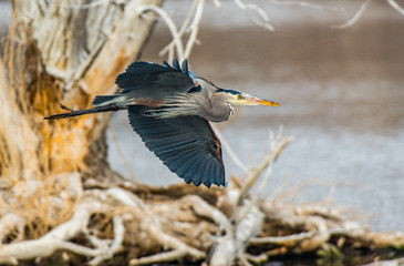 Great Blue Heron in Flight with Nesting Materials