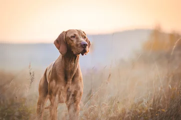 Foto op Aluminium Hongaarse hound pointer vizsla hond in de herfst in het veld © tmart_foto