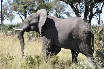 Naklejka na ściany i meble An elephant is showing up on the Safari in the Okavango-Delta swamps