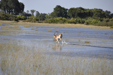 Botswana: Jao Wildlife Game Drive through the Okavango-Delta-swamps