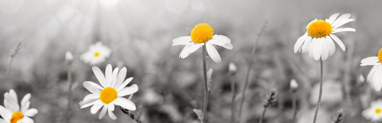 Daisy flowers in the sunny summer day.