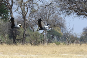 Crowned Headed Crane