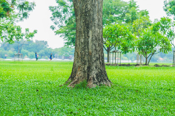 trees in the park with green grass and sunlight, fresh green nature background.