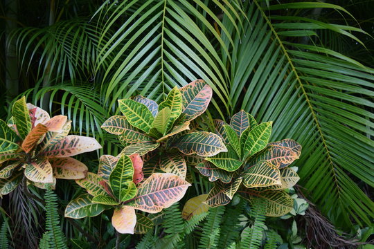 Tropical Garden With Palm Tree And Croton, Close Up.