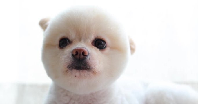 white pomeranian dog cute pet, close-up round animal funny face grooming short hair style