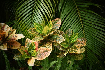 Tropical garden with palm tree, close up. © Rebecca