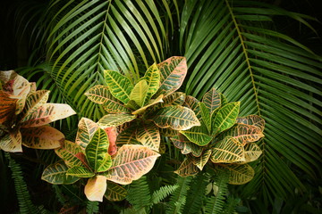 Tropical garden with palm tree, close up.