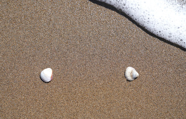 Two shells on sand and foamy wave is just coming to them