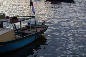 Fototapeta na wymiar Small dog in a wooden boat on the lake in urca beach city rio de janeiro