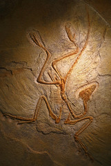 Close up petrified fossil remains of Archaeopteryx