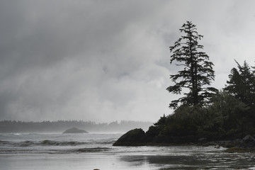 View of trees at coastline, Pacific Rim National Park Reserve, British Columbia, Canada