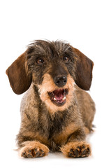 Bellender Rauhaardackel isoliert auf wei&szlig;em Hintergrund