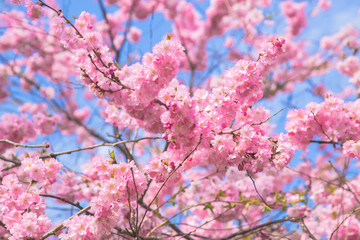 Obraz premium Blossoming cherry tree and blue sky.