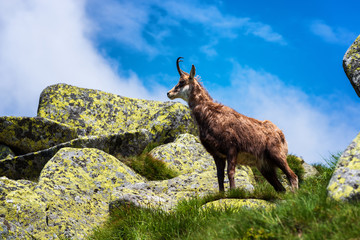 Chamois. Agile goat-antelope found in mountains of Europe.