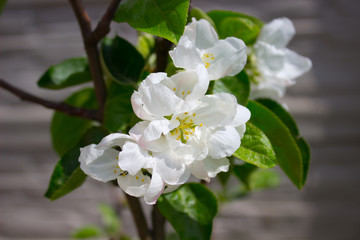 Apple blooms