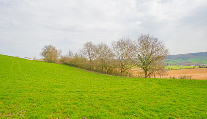 Panorama of a green meadow on a hill in sunlight in spring