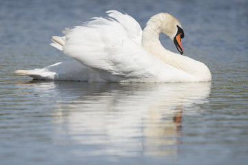Obraz premium Single mute swans swimming in the water seen from the side with reflection