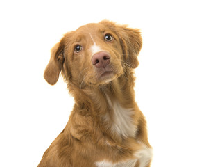 Portrait of a young scotia duck tolling retriever dog on a white background