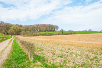 Panorama of a field on a hill in sunlight in spring
