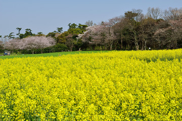 長崎鼻リゾートの菜の花