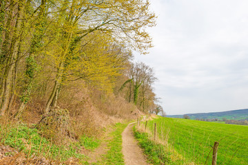 Path along forest and field in sunlight in spring