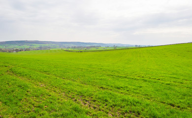 Panorama of a green meadow on a hill in sunlight in spring