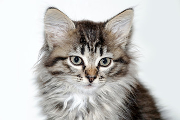 Little gray kitten portrait up isolated on white background