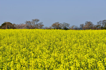 Obraz premium 長崎鼻リゾートの菜の花