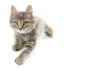 Pretty kitten on white background